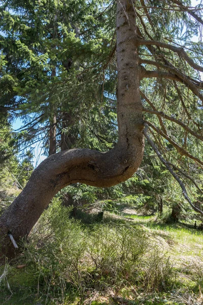 Arbre Cultivé Abstrait Dans Forêt — Photo