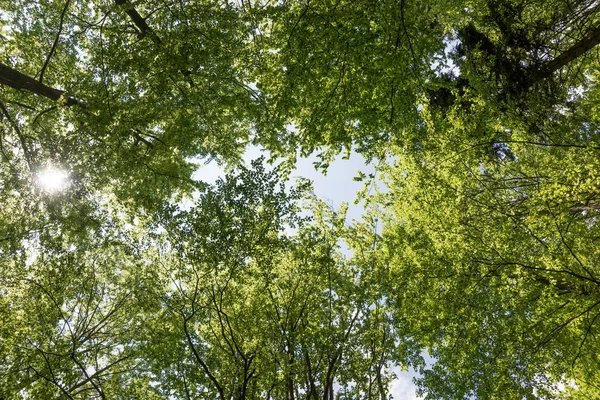 Beuken Boom Pieken Van Onderen Gezien Een Zomer Forest — Stockfoto