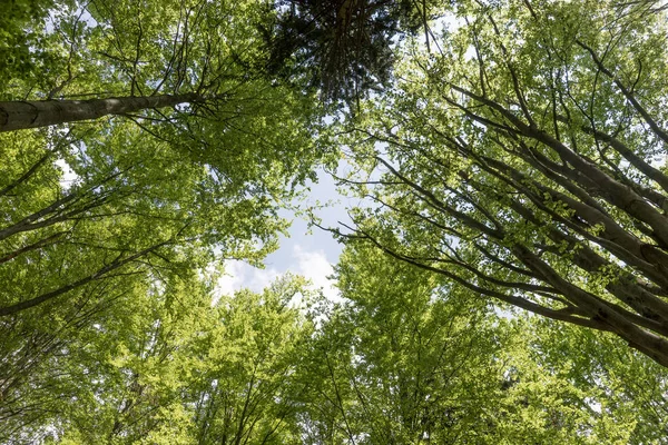 Buk Drzewo Szczyty Widziany Dołu Las Lato — Zdjęcie stockowe