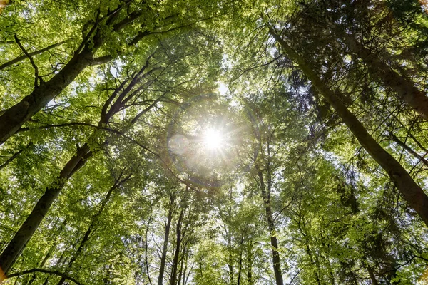 Beech Tree Peaks Seen Summer Forest — Stock Photo, Image