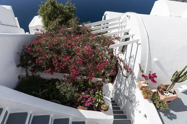 Merdiven Terası Çiçeklerle Santorini — Stok fotoğraf