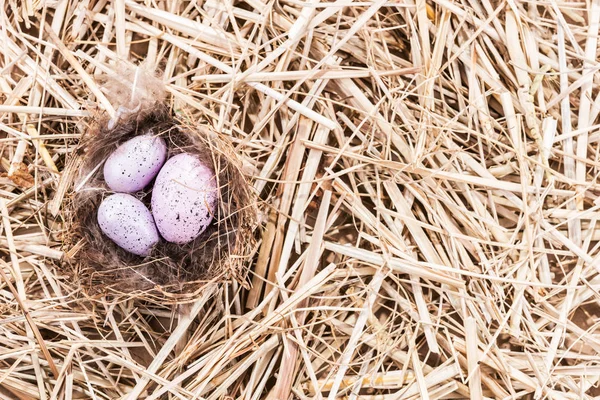 Nest Three Colored Eggs Straw Easter Background — Stock Photo, Image