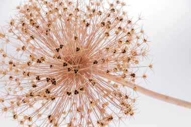 Beyaz arka plan üzerinde kuru çiçekler closeup