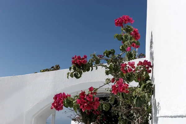Traditional Greek Street Flowers Wall Santorini Island — Stock Photo, Image