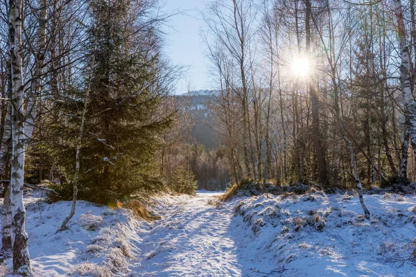 Slunce Svítí Skrz Stromy Zimě Lese — Stock fotografie