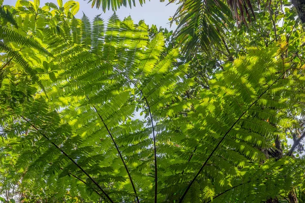 Helecho Arbóreo Selva Tropical Isla Dominica —  Fotos de Stock