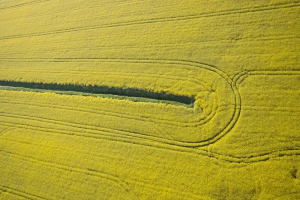 Luftaufnahme Von Kultivierten Rapsplantagen Feld Gelber Natürlicher Hintergrund — Stockfoto