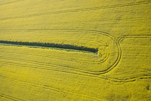 Felülnézet Ból Termesztett Repcemag Ültetvény Sárga Mezőben Természetes Háttér — Stock Fotó