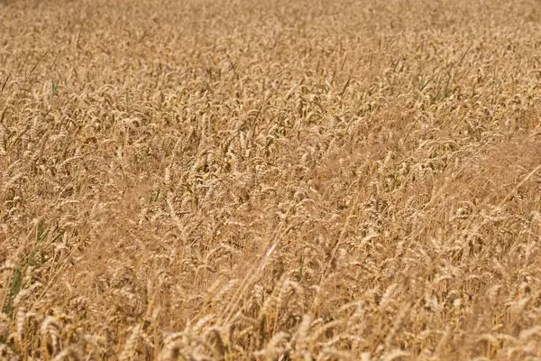 Спелый Пшеничный Фон Крупный План Спелых Пшеничных Ушей Концепция Сбора — стоковое фото