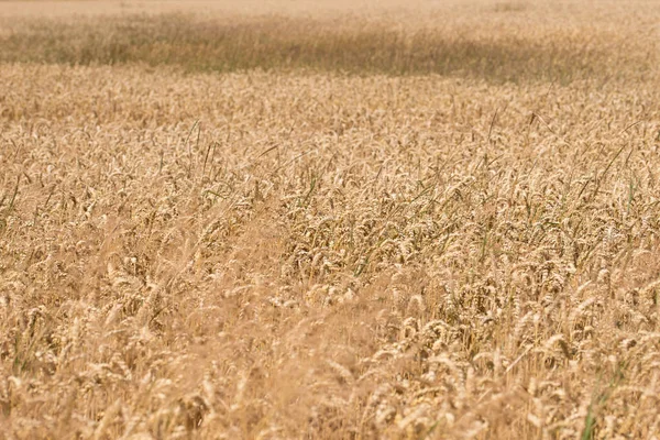 Спелый Пшеничный Фон Крупный План Спелых Пшеничных Ушей Концепция Сбора — стоковое фото