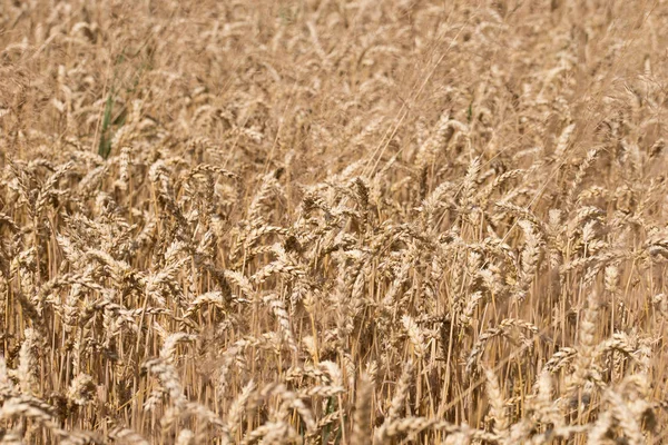 Tło Dojrzałej Pszenicy Zbliżenie Dojrzałej Pszenicy Uszy Pojęcie Zbioru — Zdjęcie stockowe