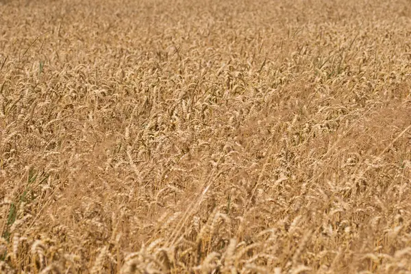 Ripe Wheat Background Closeup Ripe Wheat Ears Harvesting Concept — Stock Photo, Image