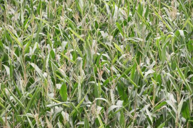 Yukarıdan, doğal arka plan yeşil Mısır (Mısır) alanı