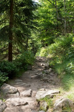 Yaz aylarında kayalık yolundaki Milli Parkı Krkonose Giant mountains, Çek Cumhuriyeti