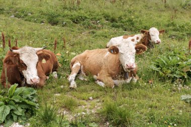 İnekler çayırda Bavyera Alpleri'nde yalan söylüyorsun