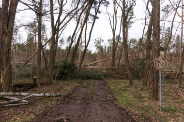 Almanya'da fırtına sonrası orman yolu ağaçları kesmek