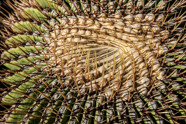 Närbild Taggiga Formen Fat Kaktus — Stockfoto
