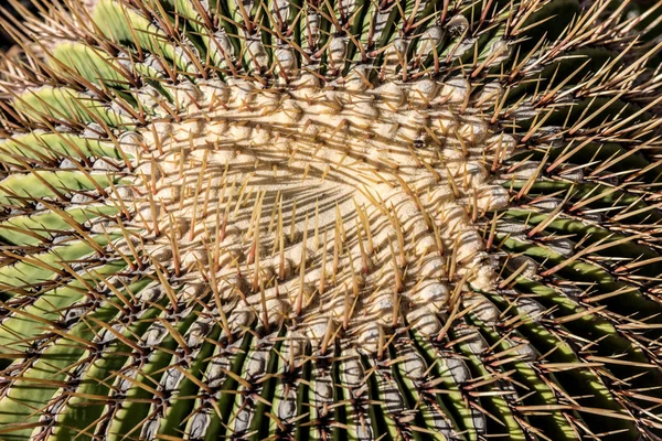 Primer Plano Forma Espinosa Cactus Barril —  Fotos de Stock
