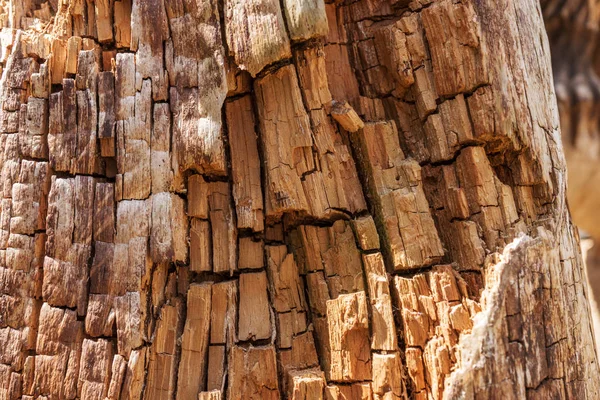 All Interno Corteccia Ruvida Vecchie Texture Degli Alberi Sfondo Degli — Foto Stock