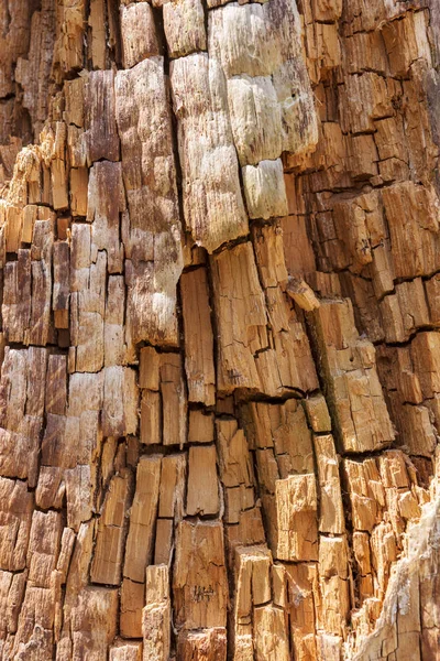 All Interno Corteccia Ruvida Vecchie Texture Degli Alberi Sfondo Degli — Foto Stock