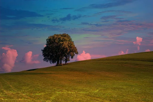 Groupe Arbres Unique Sur Champ Ascendant — Photo