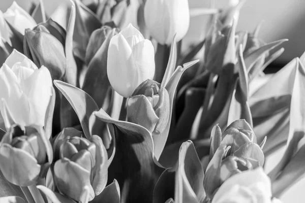 Bouquet Tulipani Bianco Nero Come Sfondo — Foto Stock