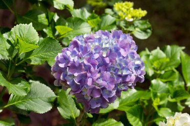 Bahçedeki closeup Menekşe HORTENSIA ortanca çiçek (Hydrangea macrophylla)