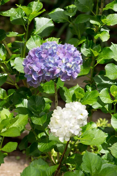 庭でクローズ アップ バイオレット オルテンシア アジサイ花 アジサイ — ストック写真