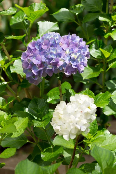 Bahçedeki Closeup Menekşe Hortensia Ortanca Çiçek Hydrangea Macrophylla — Stok fotoğraf