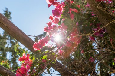 Yaprak dökmeyen çalı Begonvil mor çiçekler parlayan güneş ışınları