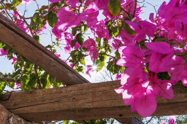 Raios Sol Brilhando Através Flores Roxas Arbusto Evergreen Bougainvillea — Fotografia de Stock