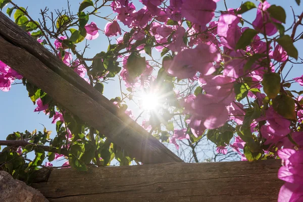 Raios Sol Brilhando Através Flores Roxas Arbusto Evergreen Bougainvillea — Fotografia de Stock