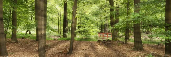 Sonne Scheint Durch Die Grünen Laubbäume Wald Panoramalandschaft Aufgenommen — Stockfoto