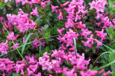 Doğal alp gülü çiçeği (rhododendron hirsutum)