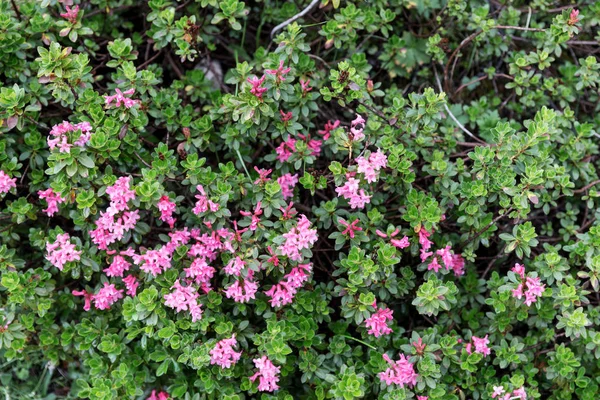 Flor Rosa Alpina Natural Rhododendron Hirsutum —  Fotos de Stock