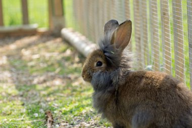Bahçede çim üzerinde sevimli tavşan tavşan
