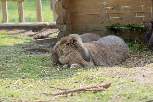 Niedliches Kaninchen Auf Dem Rasen Garten — Stockfoto