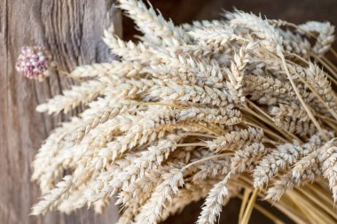 Seçici odaklı kurutulmuş tahıl demeti