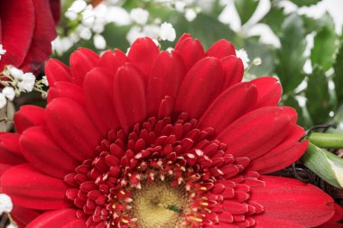 Yakın çekim bir kırmızı gerbera çiçek, bitki ailesinin otsu bitki cinsidir