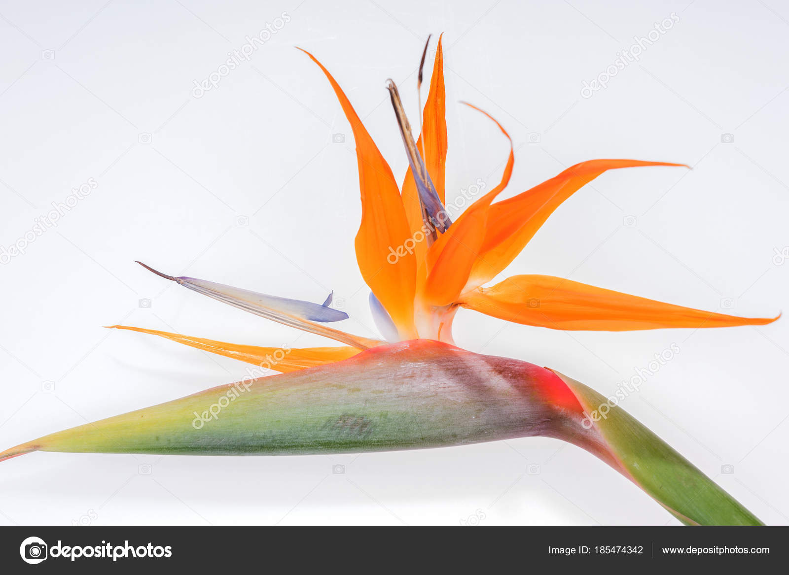 Fleur Oiseau Paradis Strelitzia Isolé Photographie