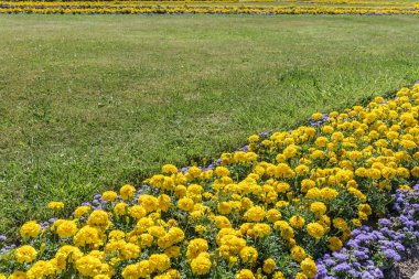 Sarı kadife çiçeği çiçek ve yeşil çim landscaped Park