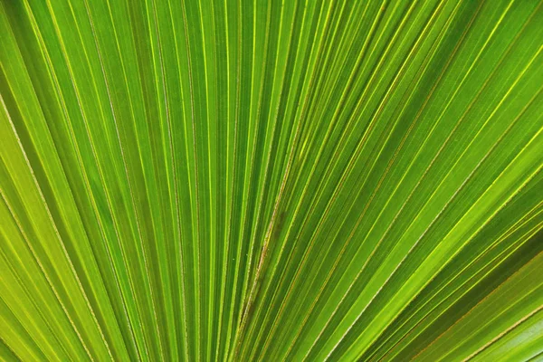 Gros Plan Une Grande Feuille Palmier Vert — Photo