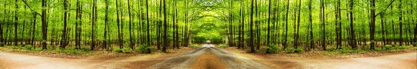 Солнце Светит Сквозь Деревья Лесу Большой Панорамный Снимок Пейзажа — стоковое фото