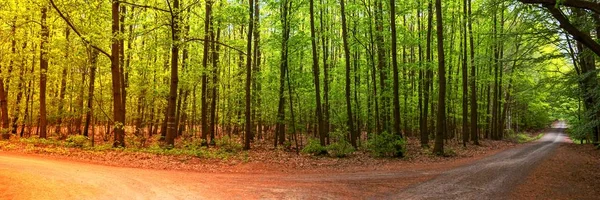 Duas Estações Floresta Verão Outono Paisagem Panorâmica Tiro — Fotografia de Stock
