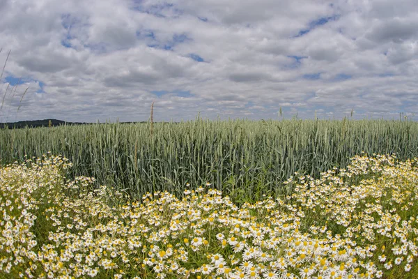 Green Cornfield Chamomile Flowers Foreground — Stock Photo, Image