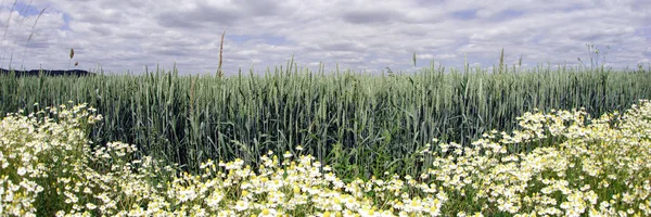 Зелене Кукурудзяне Поле Квітами Ромашки Передньому Плані — стокове фото