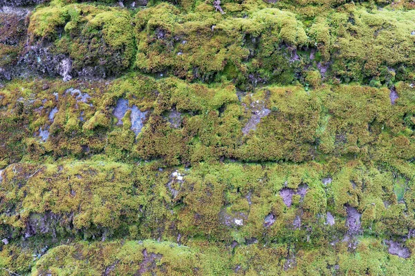Зеленый Мох Стене Фоновая Текстура — стоковое фото