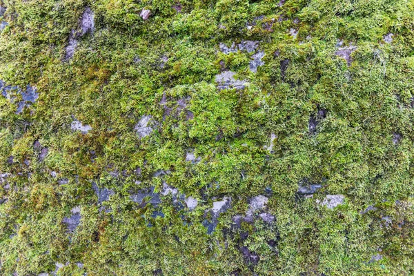 Green moss on the wall. Moss Background Texture