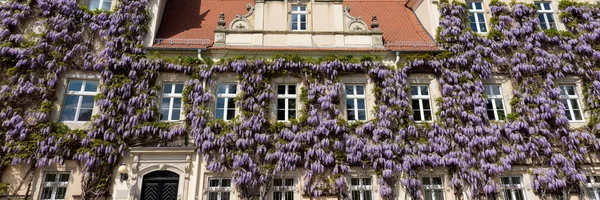 Wisteria Flower Old Stone Building Windows — Stock Photo, Image