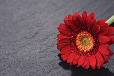 Siyah arka plan üzerine izole kırmızı gerbera çiçek